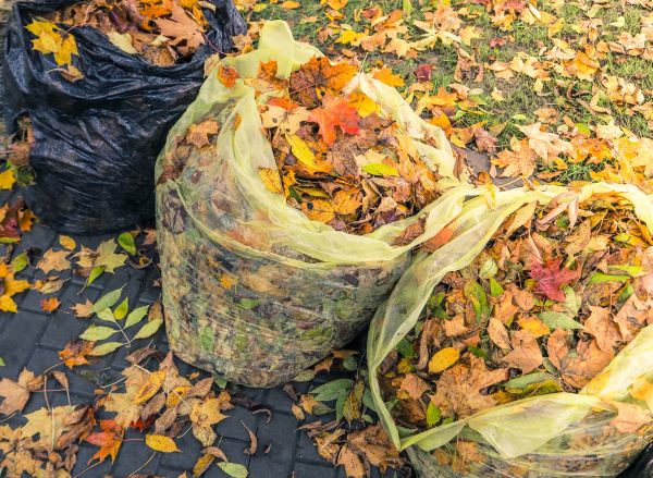 Yard Cleanup Service in Redding