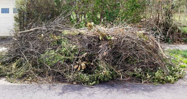 Tree Limb Cleanup in Redding