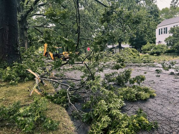 Tree Branch Disposal in Redding