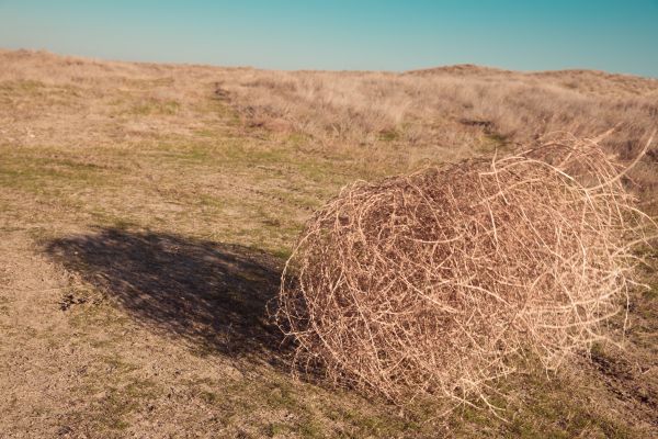 Tumbleweed Removal in Redding