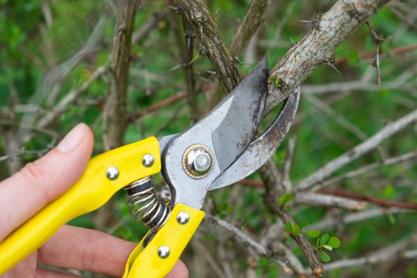 Limbs Removal in Redding
