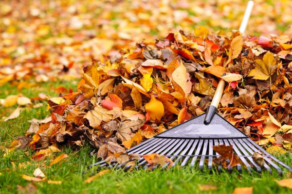 Yard Leaf Removal in Redding