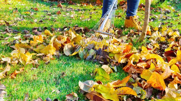 Lawn Cleanup Service in Redding