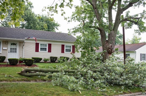Fallen Branch Removal in Redding