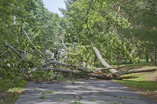 Tree Debris Removal in Redding